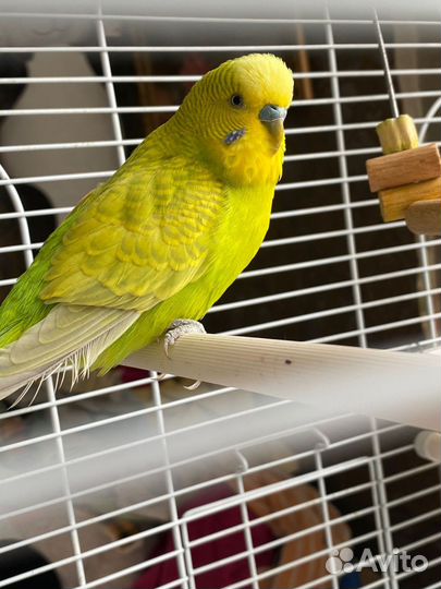 Волнистые попугаи