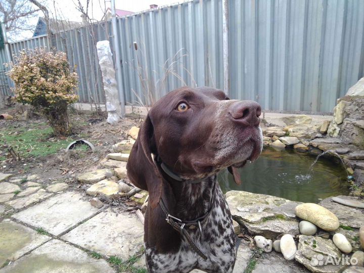 Курцхаар кобель вязка