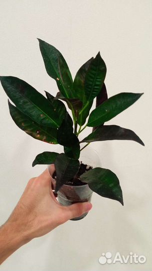 Кротон, Ктенанта, Замиокулькас