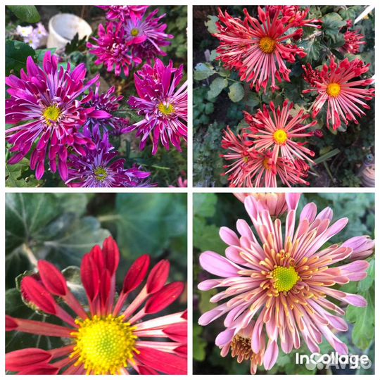 Хризантемы многолетние Большой выбор