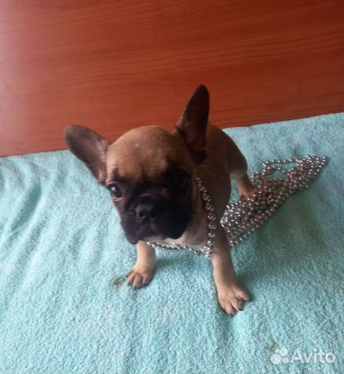 Французский бульдог щенки