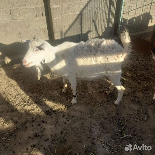 Дойные козы