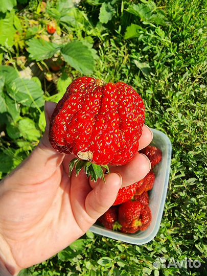 Рассада: Виктория, земляника, клубника