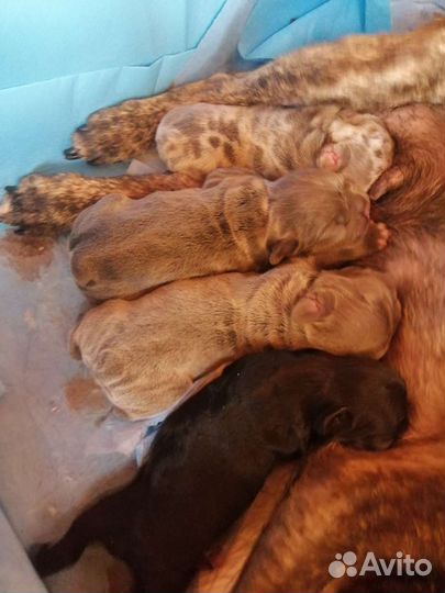 Цветные Французкие бульдоги