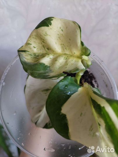 Эпипремнум хэппи лиф