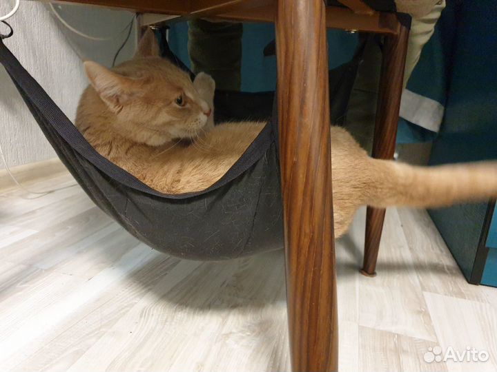 Кошачий гамачек