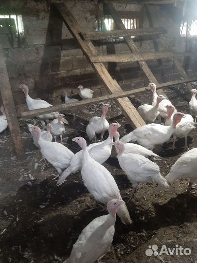 Индюки индюшата