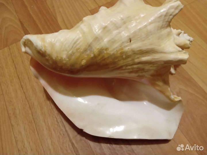 Ракушка морская большая