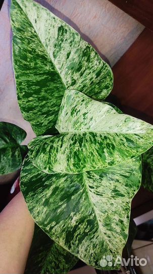 Филодендрон Гигантеум