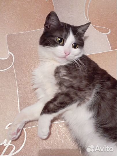 Кошечка в добрые руки