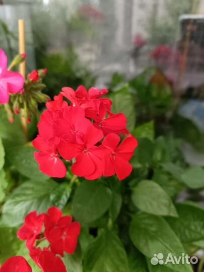 Пеларгония