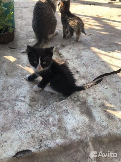 Котята отдам бесплатно