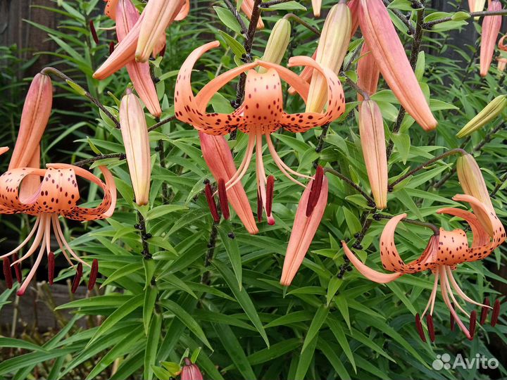 Лилии тигровые луковицы