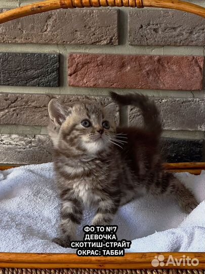 Шотландские котята