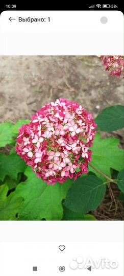 Гортензия древовидная саженцы