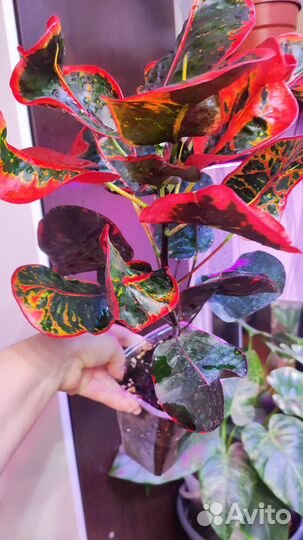 Кротон монгол