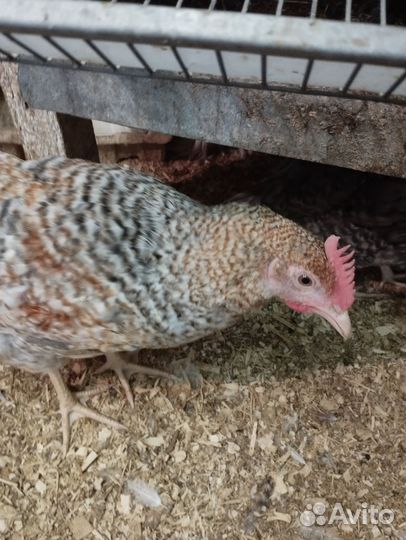 Молодые петухи