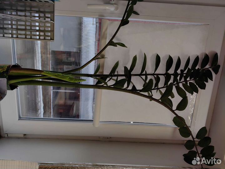 Декоративно-лиственное растение Замиокулкас