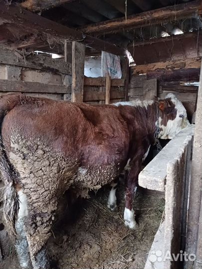 Корова и бычки