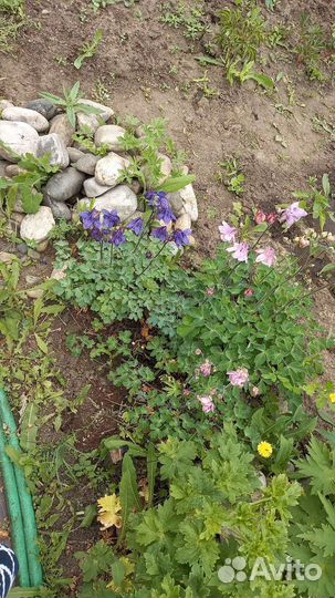 Семена аквилегии