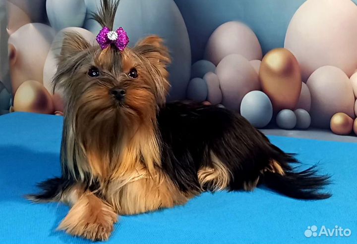 Йорк девочка мини РКФ