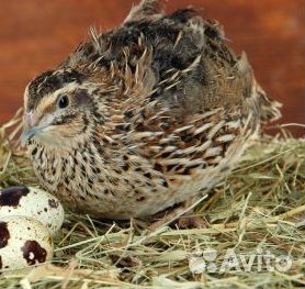 Помет перепелиный