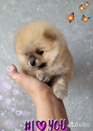 Померанский шпиц мини мальчик
