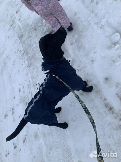 Комбинезон дождевик для собаки