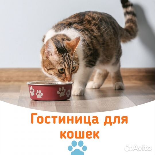 Передержка кошек