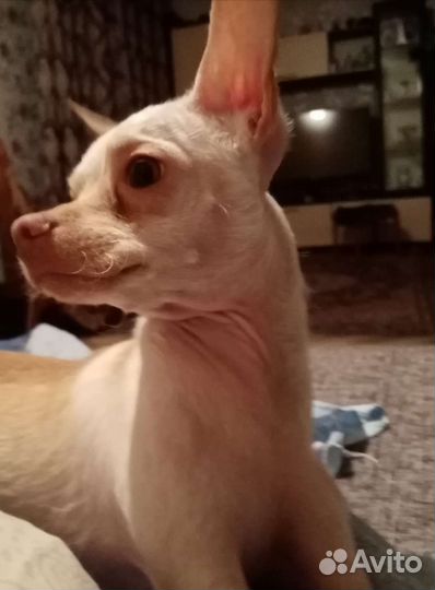 Вязка той-терьер