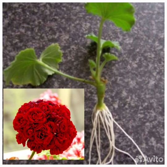 Пеларгония герань сортовая