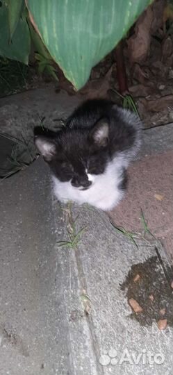 Котята в добрые руки бесплатно