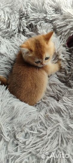 Шотландские котята