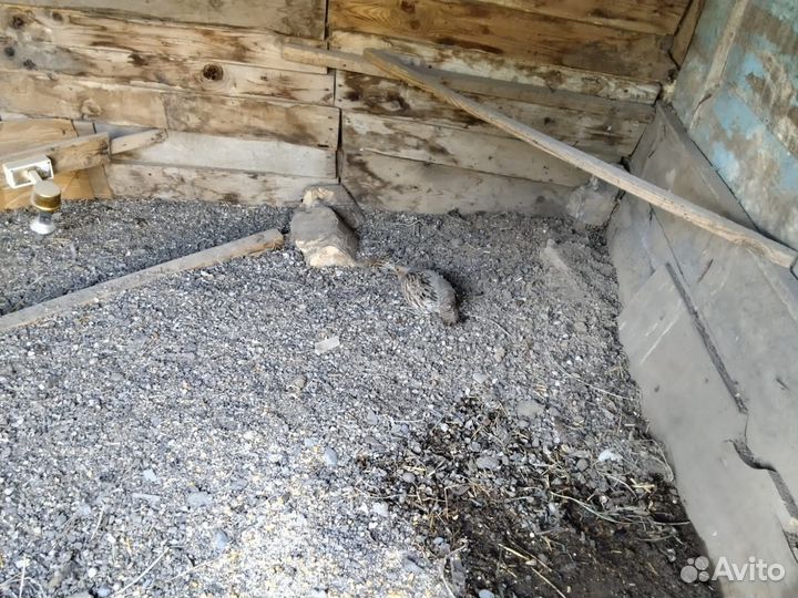 Павлины, Куропатки, Петухи