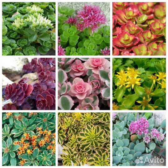 Растения для альпийской горки и рокария