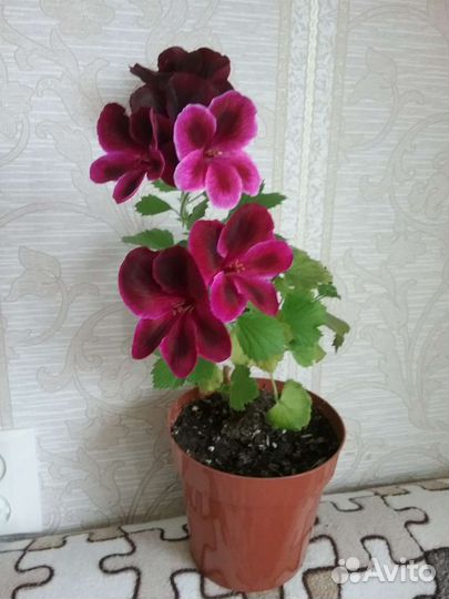 Клеродендрум,дипладения,пеларгония