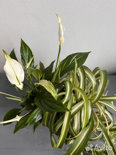 Хлорофитум и спатифиллум, композиция