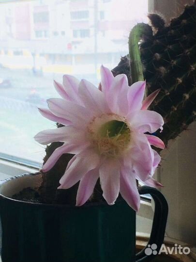 Цветок Кактус Кактусы