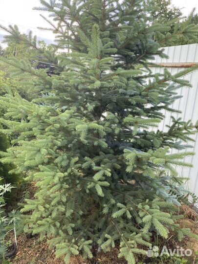 Ель голубая и зеленая