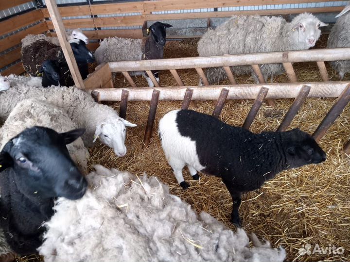 Овцы дорпер