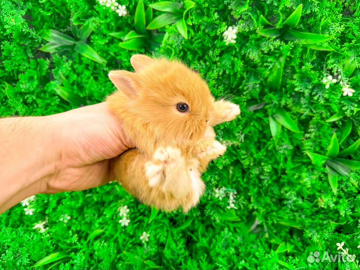 Карликовый кролик декоративный