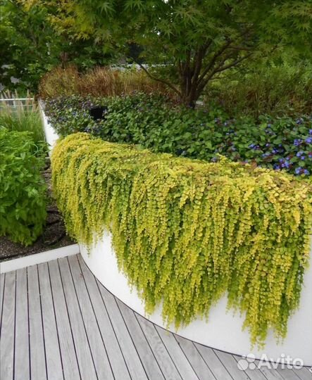 Вербейник монетчатый, вейник, котовник