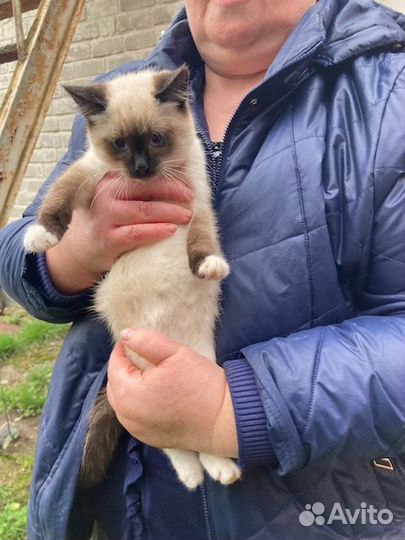 Великолепные котята