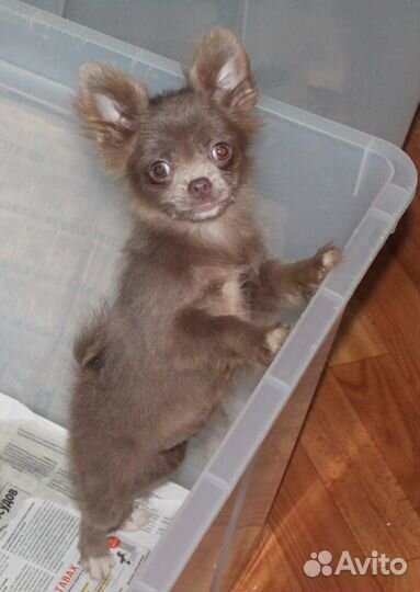 Чихуахуа Лиловая Ми-Ми