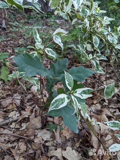 Рассада дуб