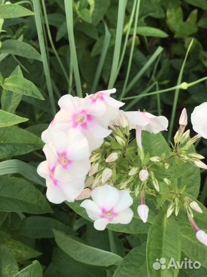 Флоксы сортовые многолетние