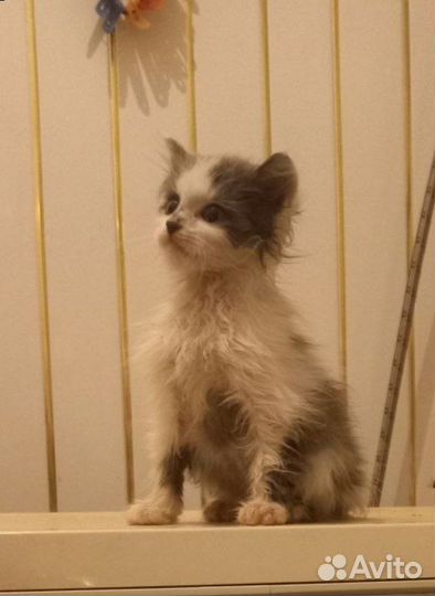 Котята в дар