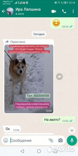Собаки