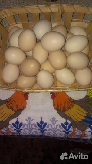 Домашнее куриное яйцо