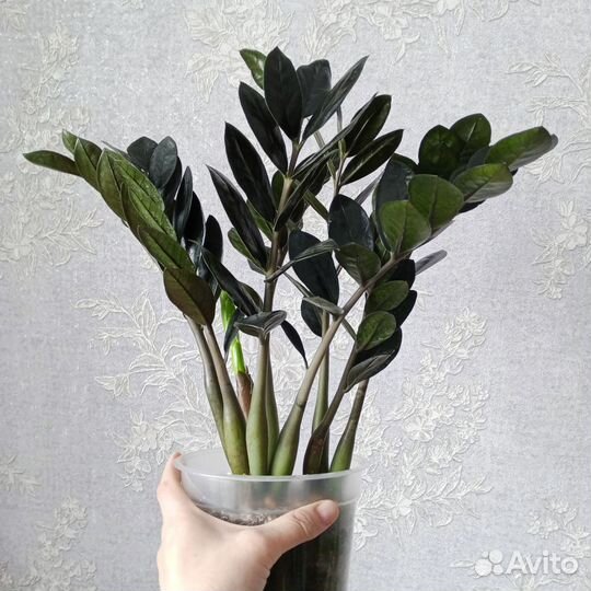Замиокулькас черный